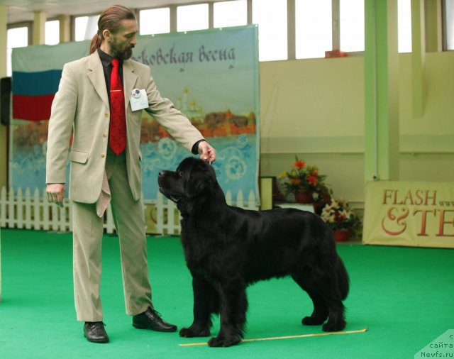 Фото: ньюфаундленд Aquatoriya Kelvin Kadril (Акватория Келвин Кадриль)