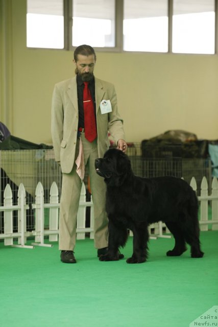 Фото: ньюфаундленд Aquatoriya Kelvin Kadril (Акватория Келвин Кадриль)