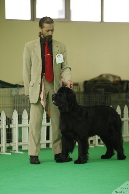 Фото: ньюфаундленд Aquatoriya Kelvin Kadril (Акватория Келвин Кадриль)