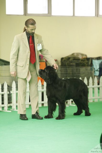 Фото: ньюфаундленд Aquatoriya Kelvin Kadril (Акватория Келвин Кадриль)