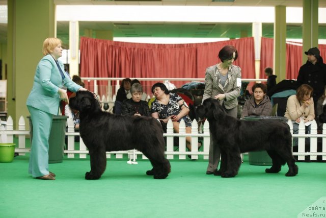 Фото: ньюфаундленд Aquatoriya Kelvin Out of The Blue (Акватория Келвин Оут оф зе Блю), ньюфаундленд Beguschaya po Volnam Harizma (Бегущая по Волнам Харизма)