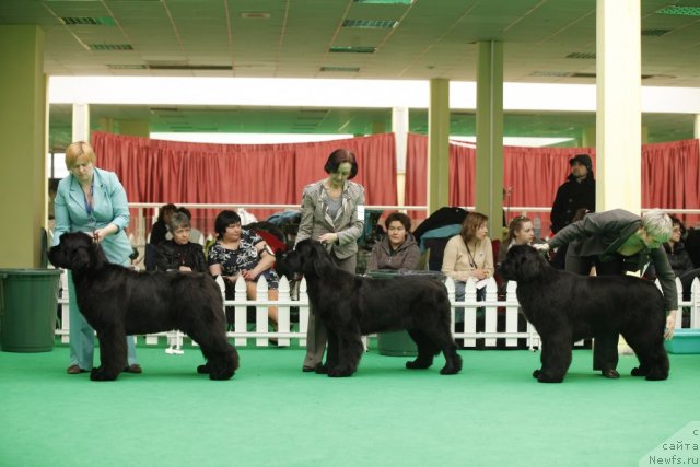 Фото: ньюфаундленд Aquatoriya Kelvin Out of The Blue (Акватория Келвин Оут оф зе Блю), ньюфаундленд Beguschaya po Volnam Harizma (Бегущая по Волнам Харизма), ньюфаундленд I'm in Love Midnight Bear