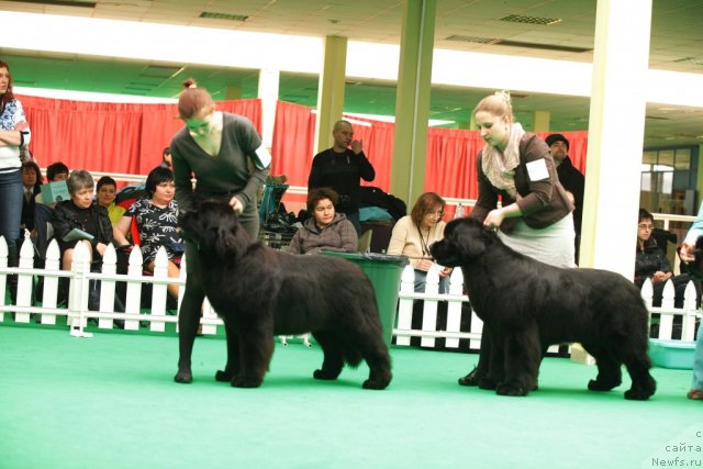 Фото: ньюфаундленд Aquatoriya Kelvin Only Love (Акватория Келвин Онли Лав), ньюфаундленд Inside My Heart Midnight Bear