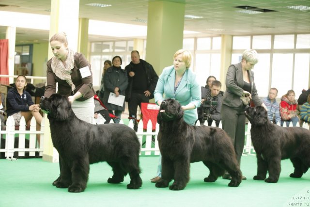 Фото: ньюфаундленд Inside My Heart Midnight Bear, ньюфаундленд Aquatoriya Kelvin Out of The Blue (Акватория Келвин Оут оф зе Блю), ньюфаундленд I'm in Love Midnight Bear