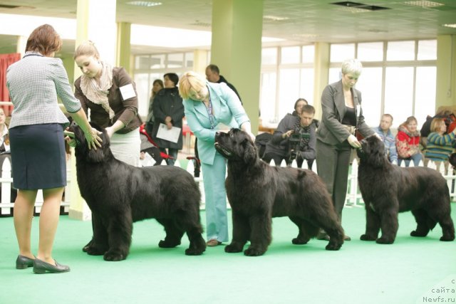 Фото: ньюфаундленд Inside My Heart Midnight Bear, ньюфаундленд Aquatoriya Kelvin Out of The Blue (Акватория Келвин Оут оф зе Блю), ньюфаундленд I'm in Love Midnight Bear