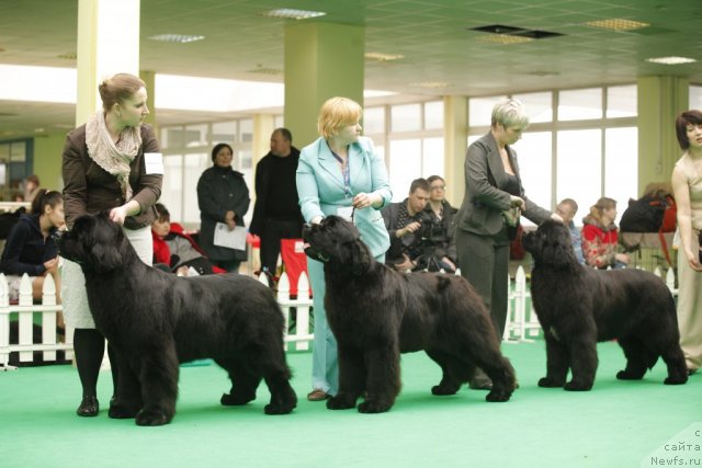 Фото: ньюфаундленд Inside My Heart Midnight Bear, ньюфаундленд Aquatoriya Kelvin Out of The Blue (Акватория Келвин Оут оф зе Блю), ньюфаундленд I'm in Love Midnight Bear