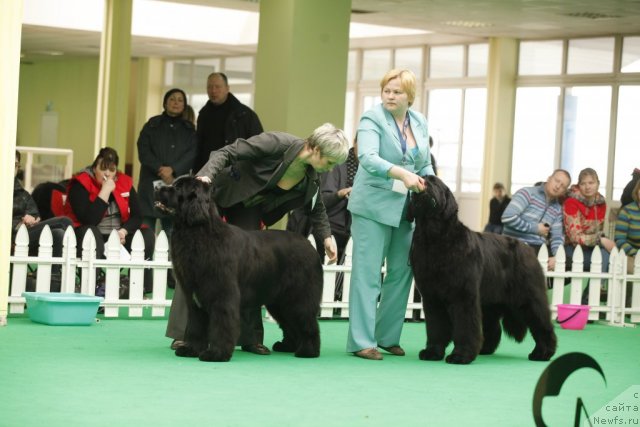 Фото: ньюфаундленд I'm in Love Midnight Bear, ньюфаундленд Aquatoriya Kelvin Out of The Blue (Акватория Келвин Оут оф зе Блю)
