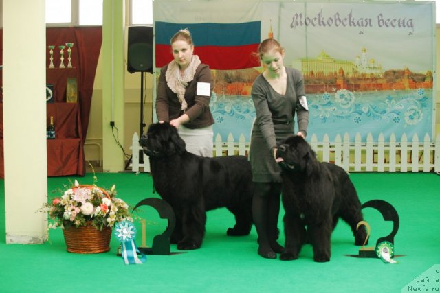 Фото: ньюфаундленд Aquatoriya Kelvin Only Love (Акватория Келвин Онли Лав), ньюфаундленд Inside My Heart Midnight Bear