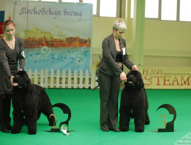 Фото: ньюфаундленд Aquatoriya Kelvin Only Love (Акватория Келвин Онли Лав), ньюфаундленд I'm in Love Midnight Bear