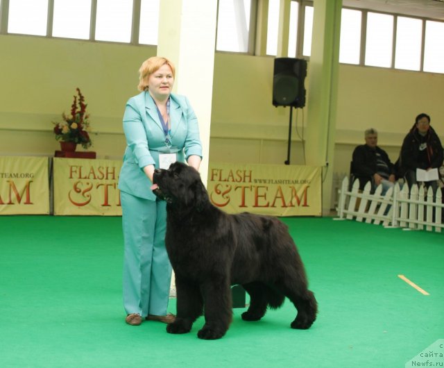 Фото: ньюфаундленд Aquatoriya Kelvin Out of The Blue (Акватория Келвин Оут оф зе Блю)