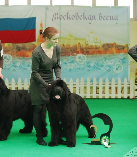 Фото: ньюфаундленд Aquatoriya Kelvin Only Love (Акватория Келвин Онли Лав)