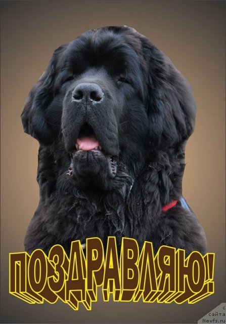 Фотография № 93787