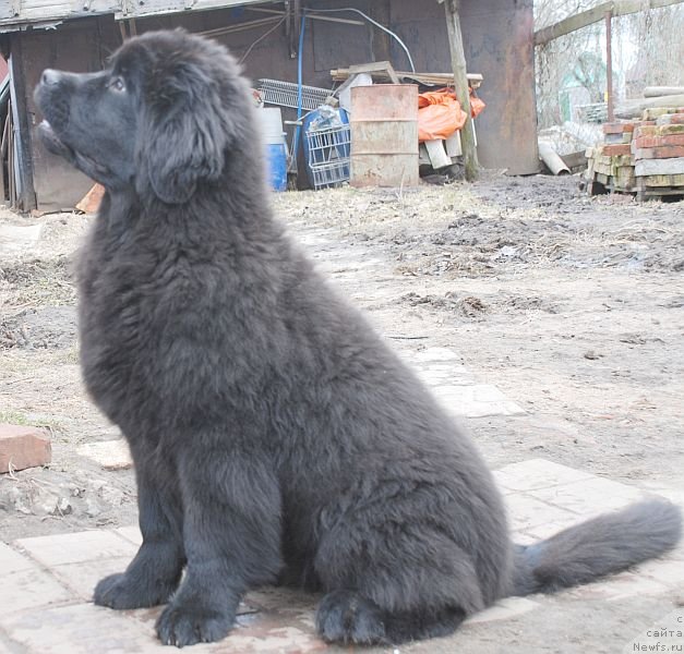 Фото: ньюфаундленд Dar Svezy Brilliant Idea (Дар Свезы Бриллиант Идеа)