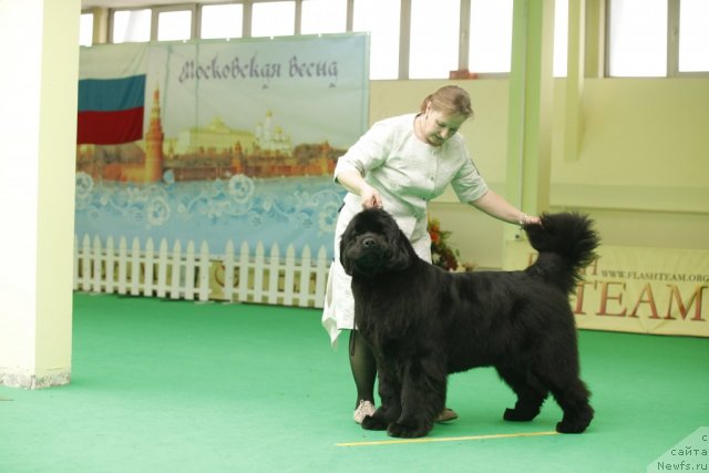 Фото: ньюфаундленд I'm Royal Iris Midnight Bear