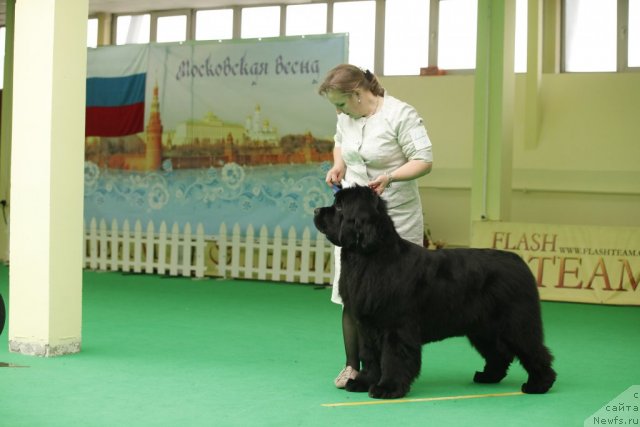 Фото: ньюфаундленд I'm Royal Iris Midnight Bear