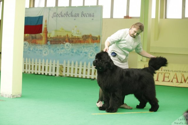 Фото: ньюфаундленд I'm Royal Iris Midnight Bear