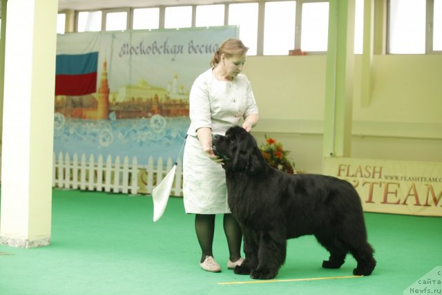 Фото: ньюфаундленд I'm Royal Iris Midnight Bear