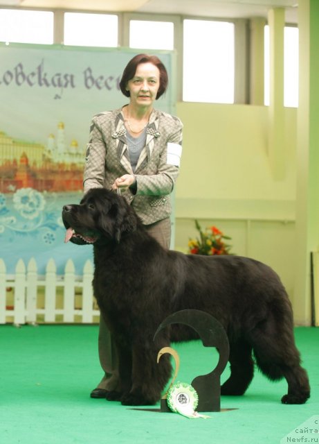 Фото: ньюфаундленд Beguschaya po Volnam Dancing Queen (Бегущая по Волнам Дансинг Квин)