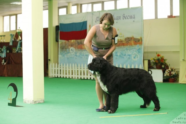 Фото: ньюфаундленд Piternyuf Enigma (Питерньюф Енигма)