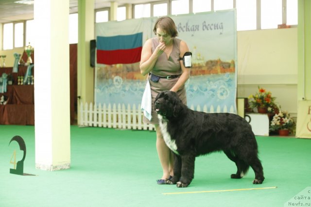 Фото: Питерньюф Енигма