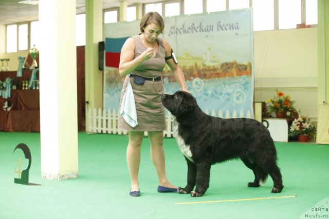 Фото: ньюфаундленд Piternyuf Enigma (Питерньюф Енигма)