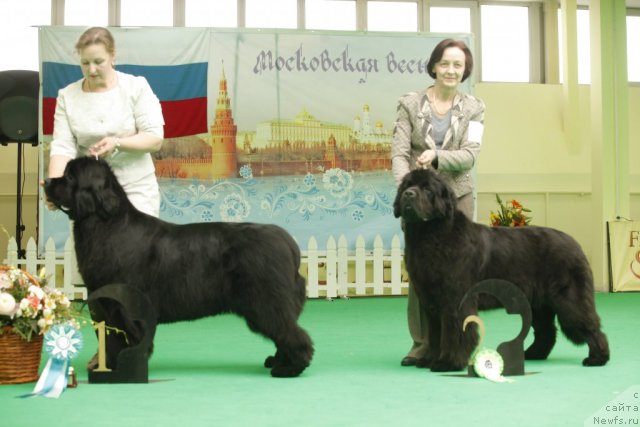 Фото: ньюфаундленд I'm Royal Iris Midnight Bear, ньюфаундленд Beguschaya po Volnam Dancing Queen (Бегущая по Волнам Дансинг Квин)