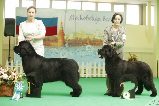 Фото: ньюфаундленд I'm Royal Iris Midnight Bear, ньюфаундленд Beguschaya po Volnam Dancing Queen (Бегущая по Волнам Дансинг Квин)