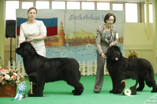 Фото: ньюфаундленд I'm Royal Iris Midnight Bear, ньюфаундленд Beguschaya po Volnam Dancing Queen (Бегущая по Волнам Дансинг Квин)