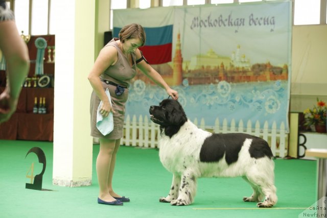 Фото: ньюфаундленд Don't Worry Be Happy de L'Etoile de Cyrice