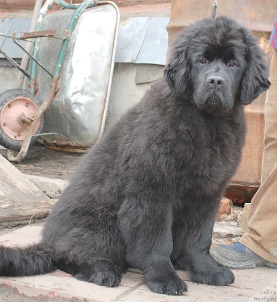 Фото: ньюфаундленд Dar Svezy Brilliant Idea (Дар Свезы Бриллиант Идеа)