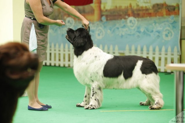 Фото: ньюфаундленд Don't Worry Be Happy de L'Etoile de Cyrice