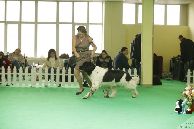 Фото: ньюфаундленд Don't Worry Be Happy de L'Etoile de Cyrice