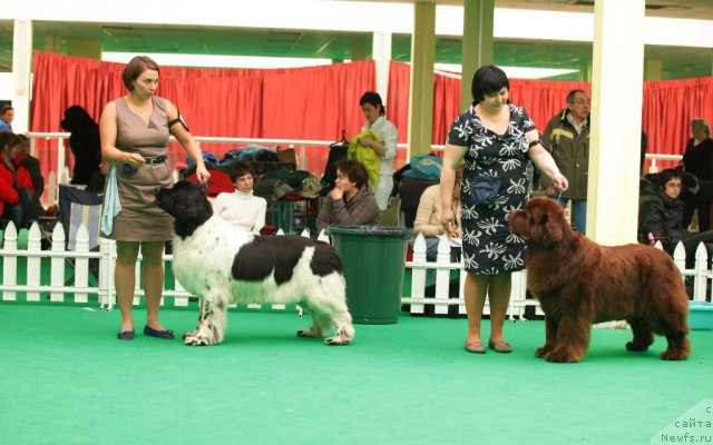 Фото: ньюфаундленд Don't Worry Be Happy de L'Etoile de Cyrice, ньюфаундленд Amazing Grace vom Riesrand