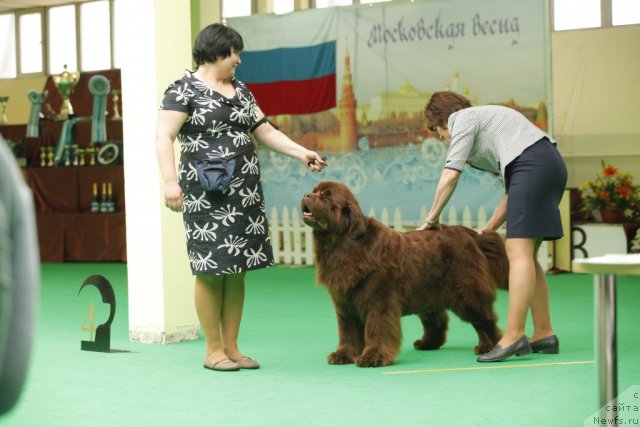 Фото: ньюфаундленд Amazing Grace vom Riesrand