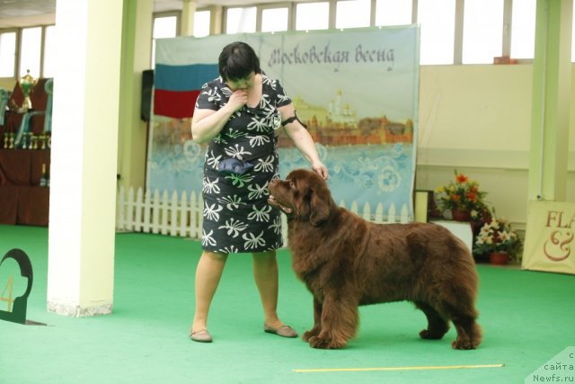 Фото: ньюфаундленд Amazing Grace vom Riesrand