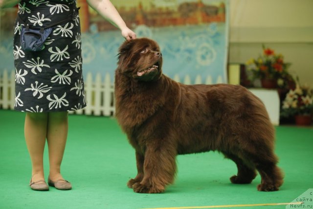 Фото: ньюфаундленд Amazing Grace vom Riesrand