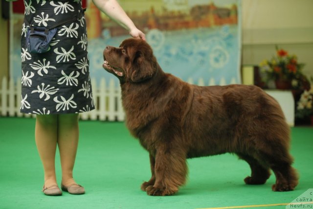 Фото: ньюфаундленд Amazing Grace vom Riesrand