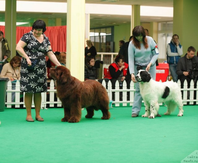 Фото: ньюфаундленд Sent Djons Carevna Lebed (Сент Джонс Царевна Лебедь), ньюфаундленд Amazing Grace vom Riesrand