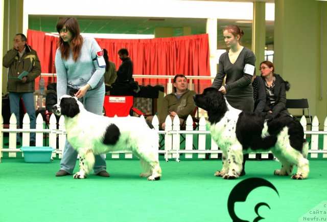 Фото: ньюфаундленд Sent Djons Carevna Lebed (Сент Джонс Царевна Лебедь), ньюфаундленд Piternyuf Prodigy (Питерньюф Продижи)