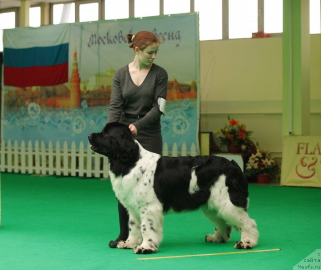 Фото: ньюфаундленд Piternyuf Prodigy (Питерньюф Продижи)