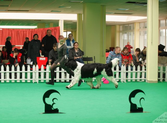 Фото: ньюфаундленд Piternyuf Prodigy (Питерньюф Продижи)