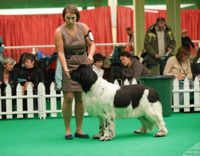 Фото: ньюфаундленд Don't Worry Be Happy de L'Etoile de Cyrice