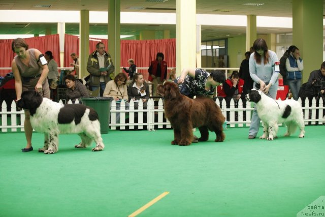 Фото: ньюфаундленд Don't Worry Be Happy de L'Etoile de Cyrice, ньюфаундленд Amazing Grace vom Riesrand, ньюфаундленд Sent Djons Carevna Lebed (Сент Джонс Царевна Лебедь)