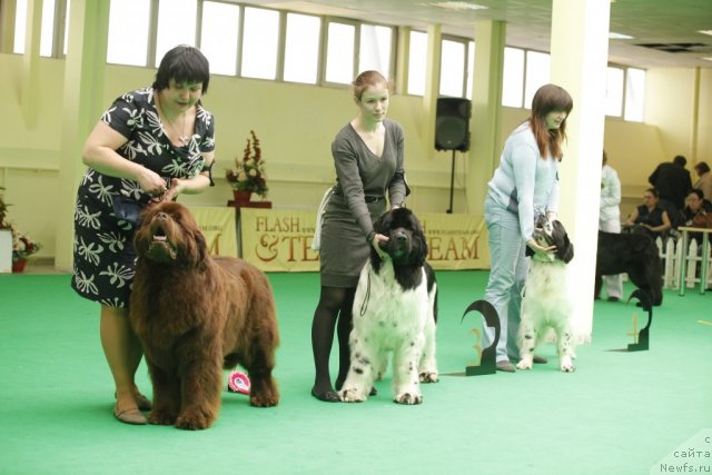 Фото: ньюфаундленд Amazing Grace vom Riesrand, ньюфаундленд Piternyuf Prodigy (Питерньюф Продижи), ньюфаундленд Sent Djons Carevna Lebed (Сент Джонс Царевна Лебедь)