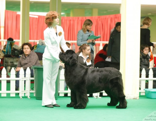 Фото: ньюфаундленд Aquatoriya Kelvin Lambordghini (Акватория Келвин Ламборджини)