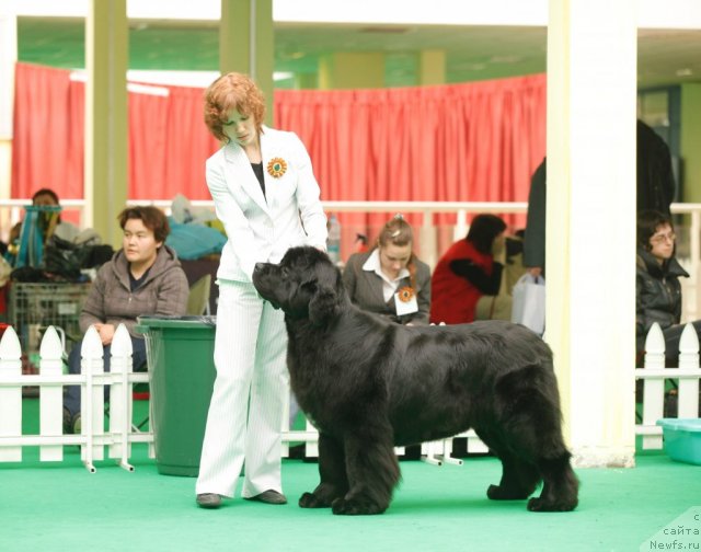 Фото: ньюфаундленд Aquatoriya Kelvin Lambordghini (Акватория Келвин Ламборджини)