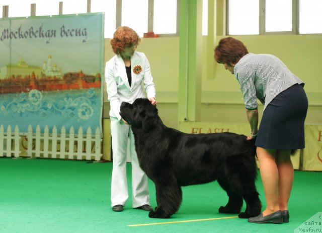 Фото: ньюфаундленд Aquatoriya Kelvin Lambordghini (Акватория Келвин Ламборджини)