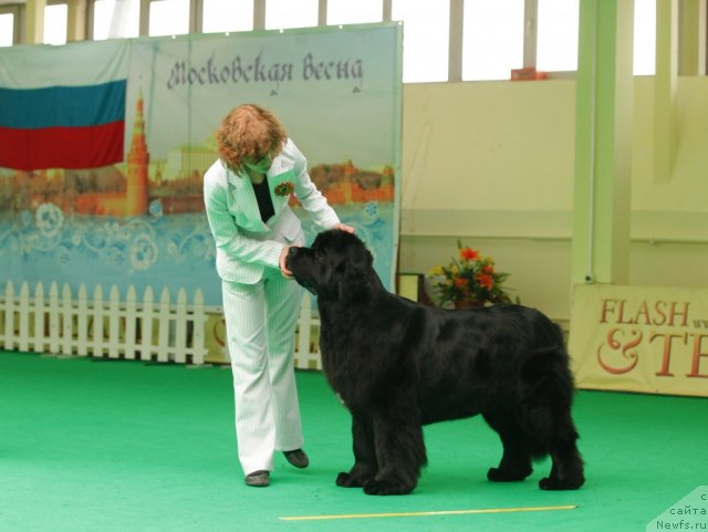 Фото: ньюфаундленд Aquatoriya Kelvin Lambordghini (Акватория Келвин Ламборджини)