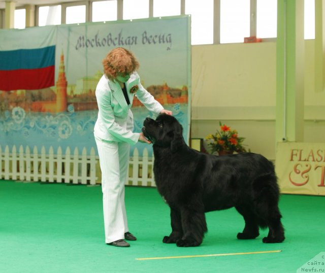 Фото: ньюфаундленд Aquatoriya Kelvin Lambordghini (Акватория Келвин Ламборджини)