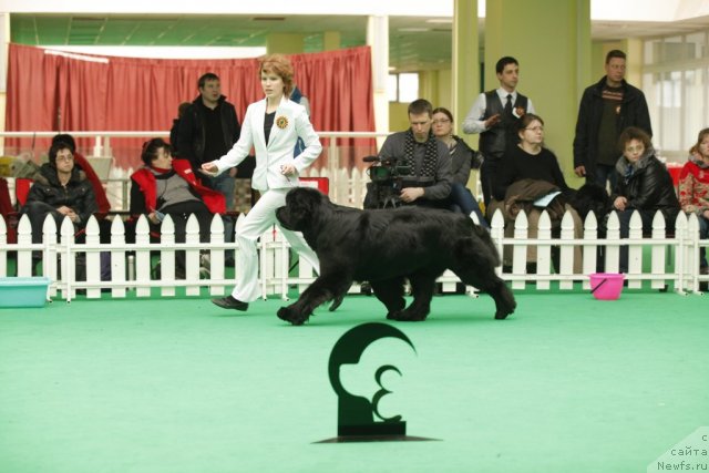 Фото: ньюфаундленд Aquatoriya Kelvin Lambordghini (Акватория Келвин Ламборджини)